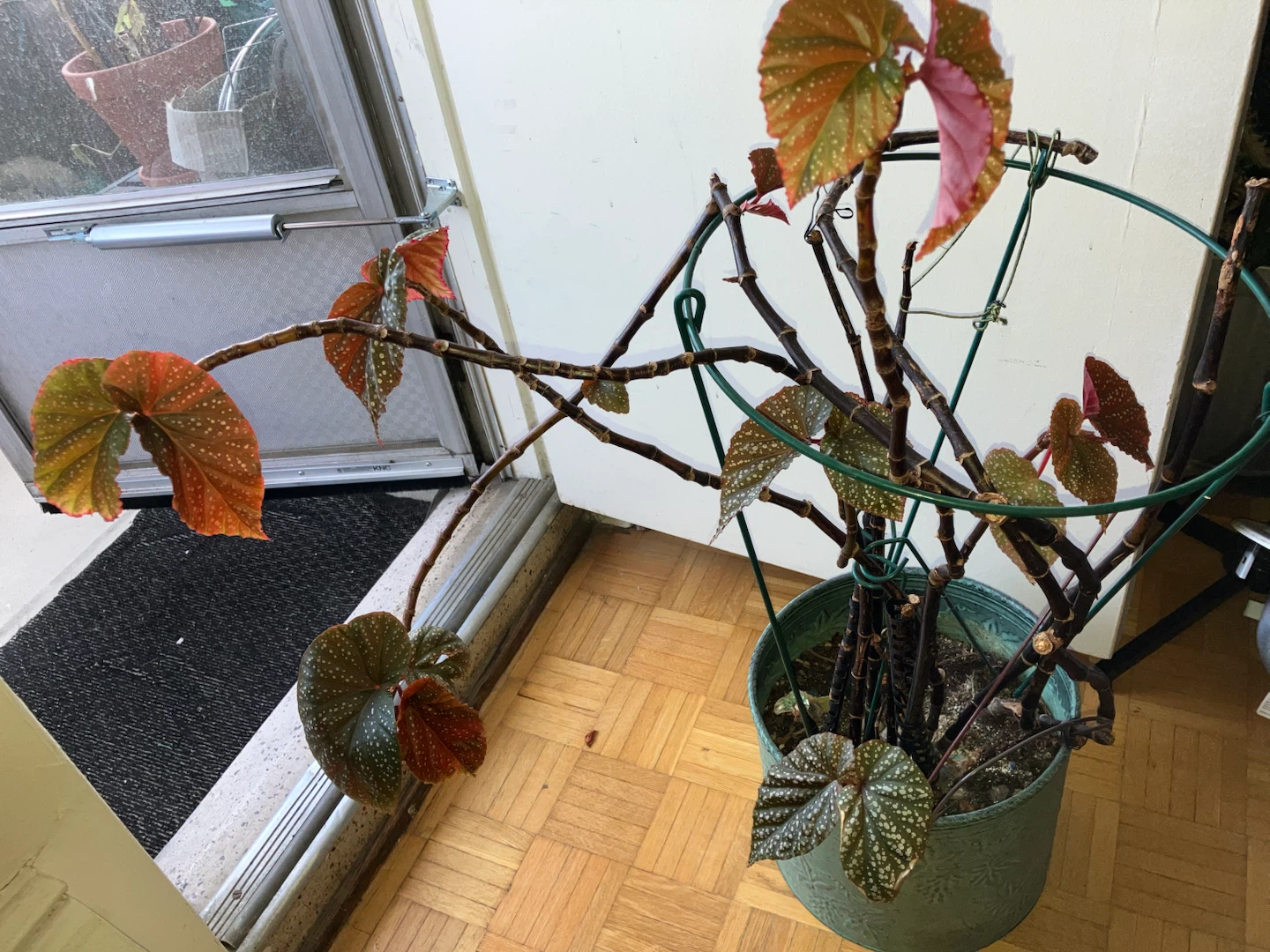 Begonia Maculata Plant