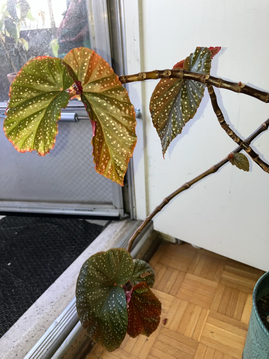 Begonia Maculata Plant - photo 2