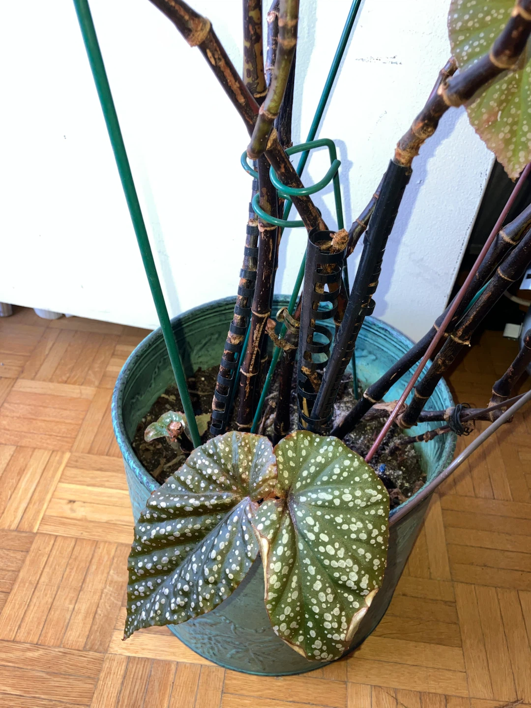 Begonia Maculata Plant - photo 3