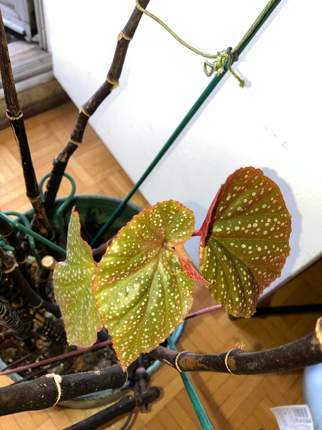 Begonia Maculata Plant - photo 4
