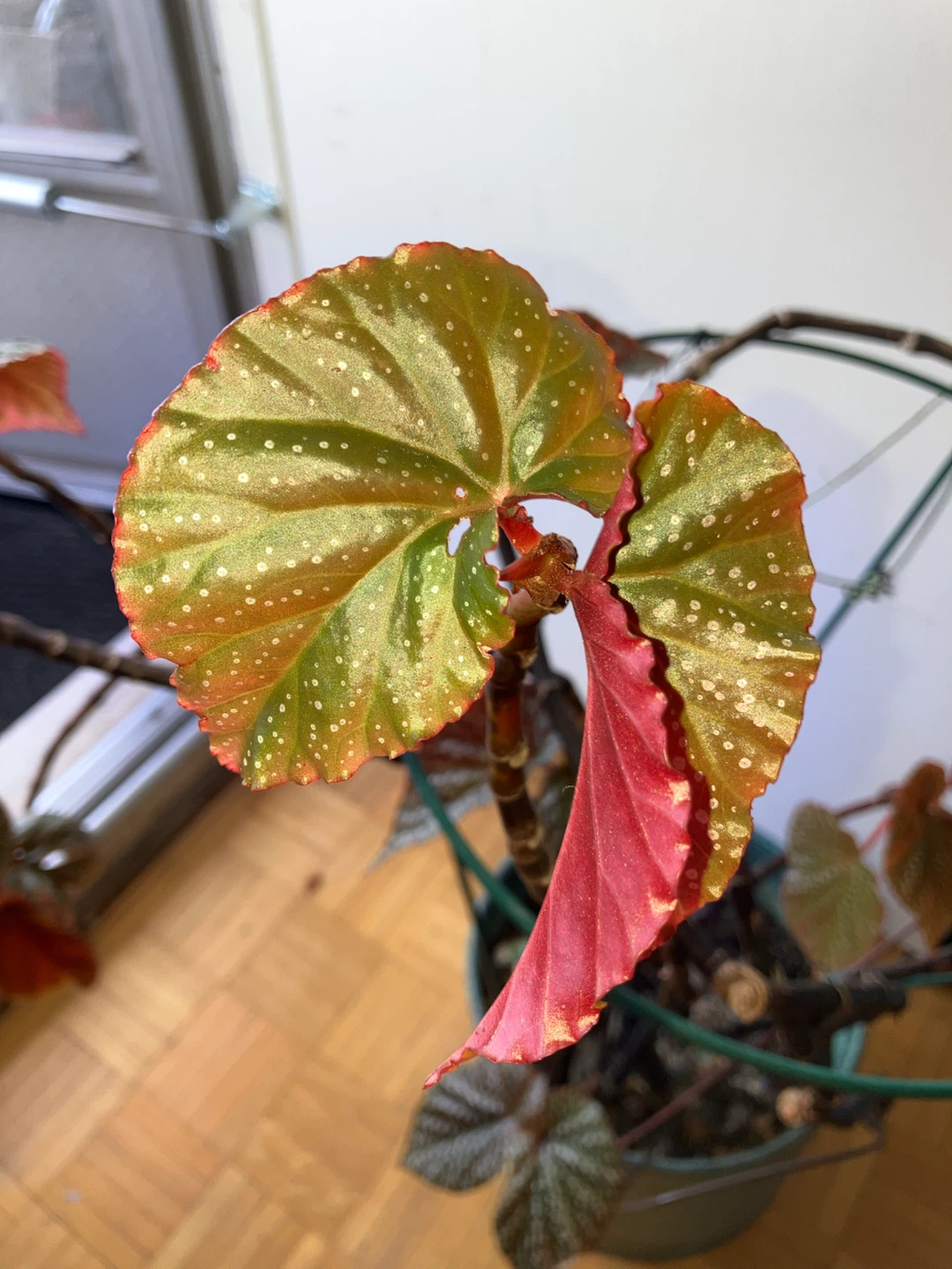 Begonia Maculata Plant - photo 5