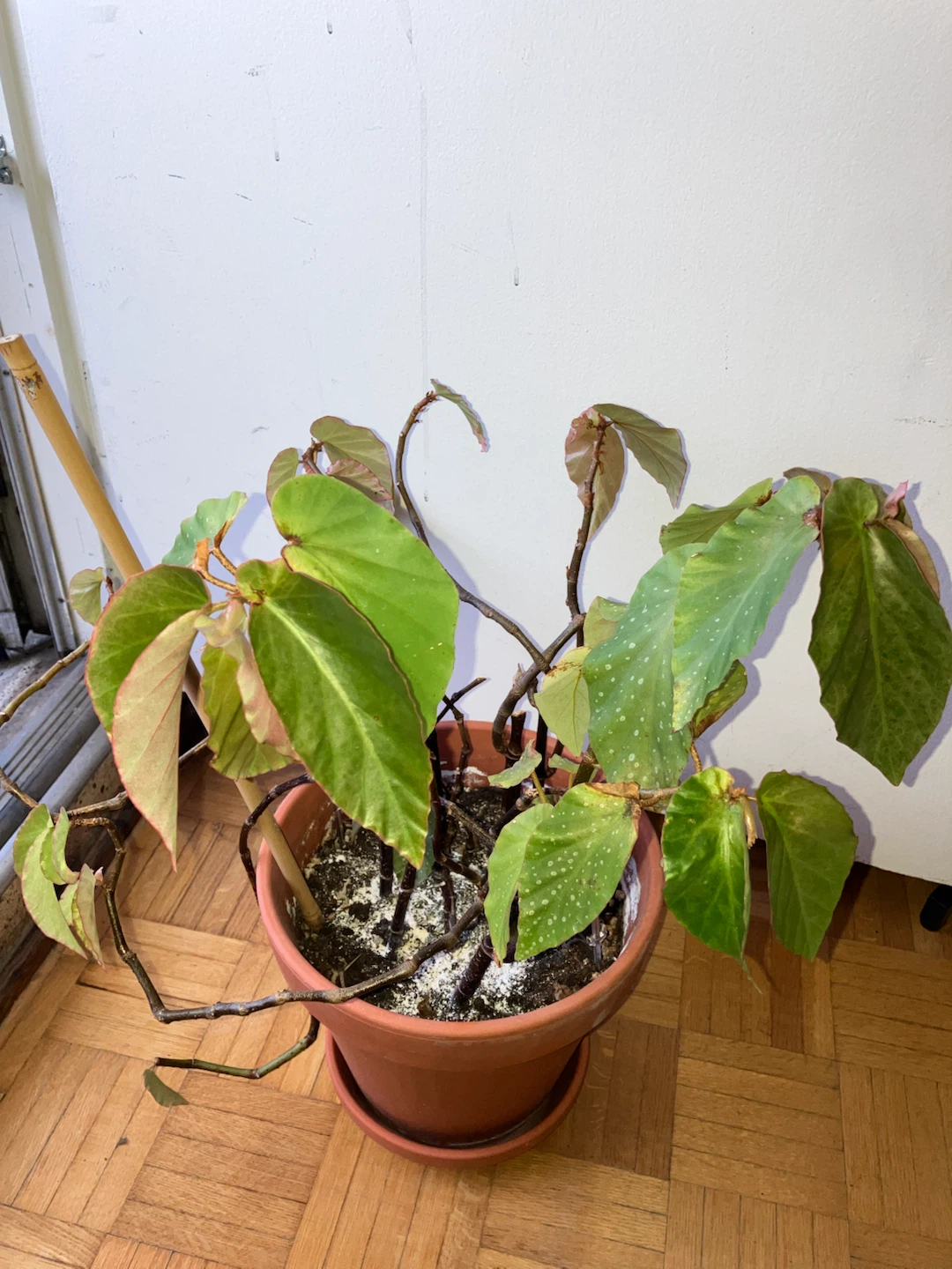 Begonia Plant