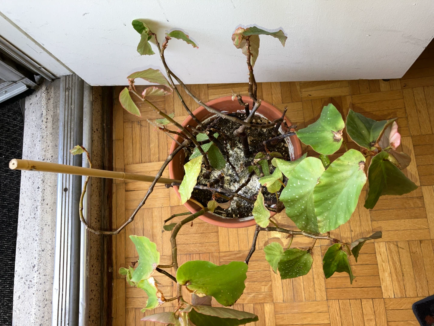 Begonia Plant - photo 2