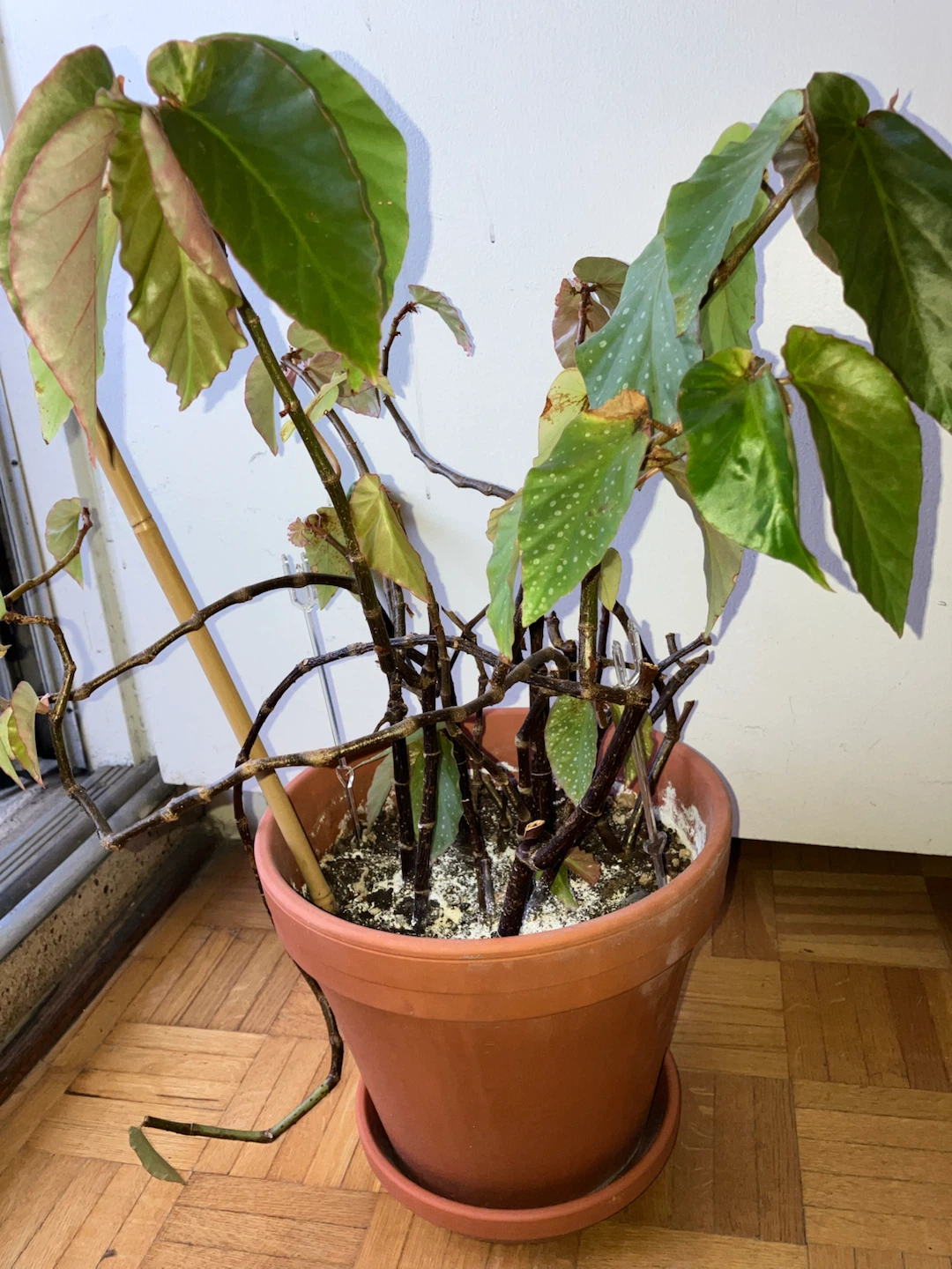 Begonia Plant - photo 3