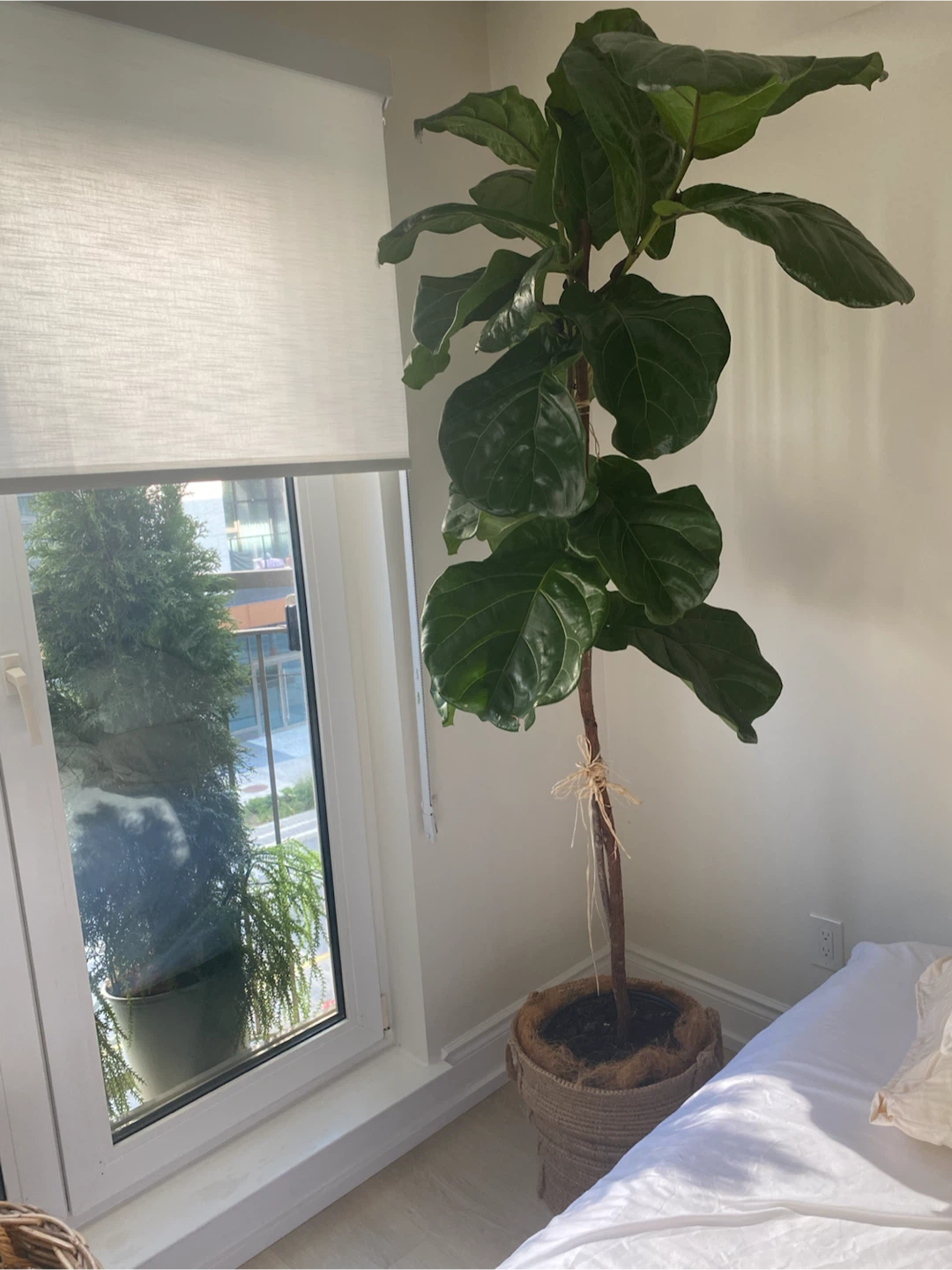 Indoor plants
