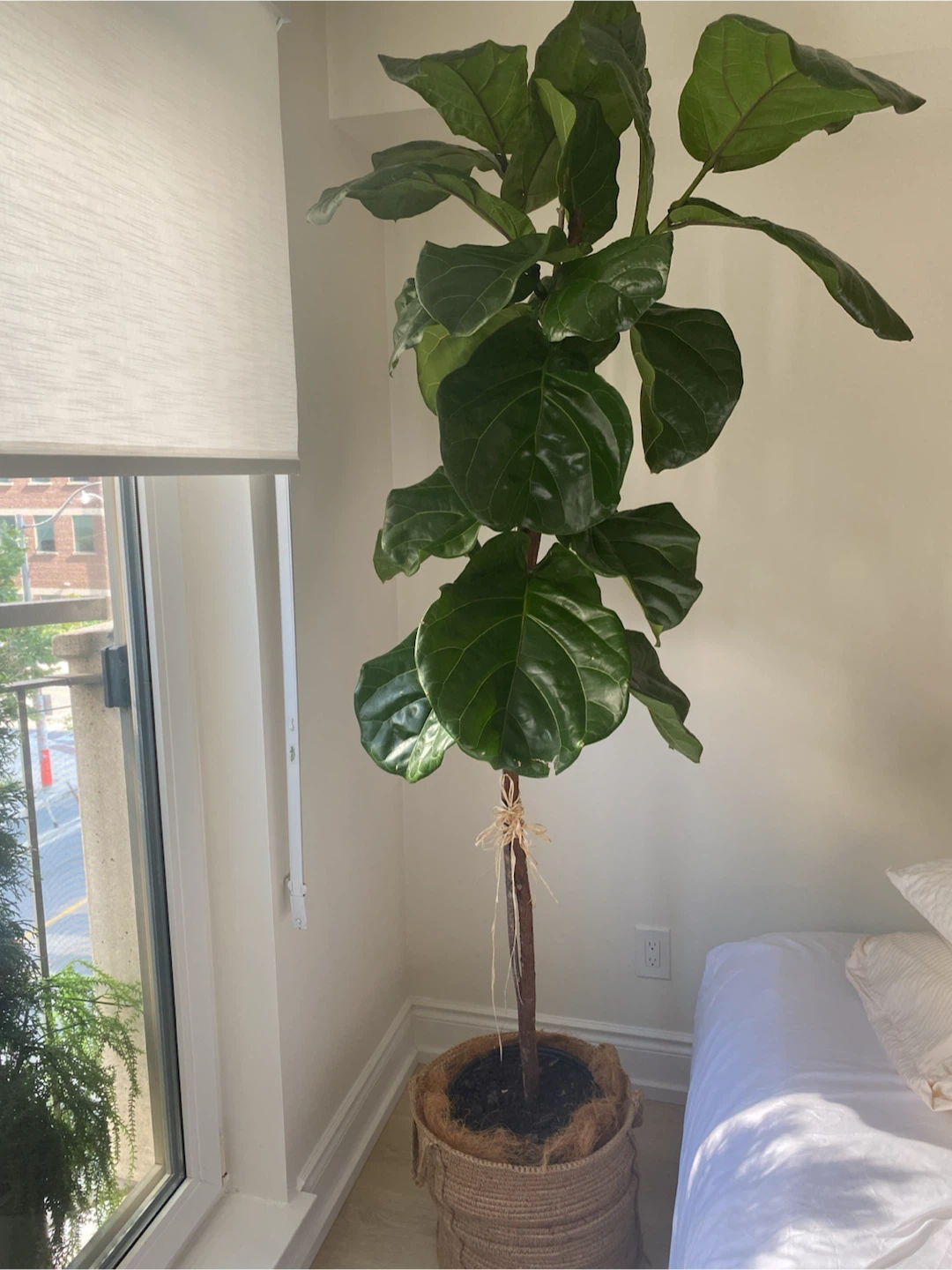 Indoor plants - photo 2