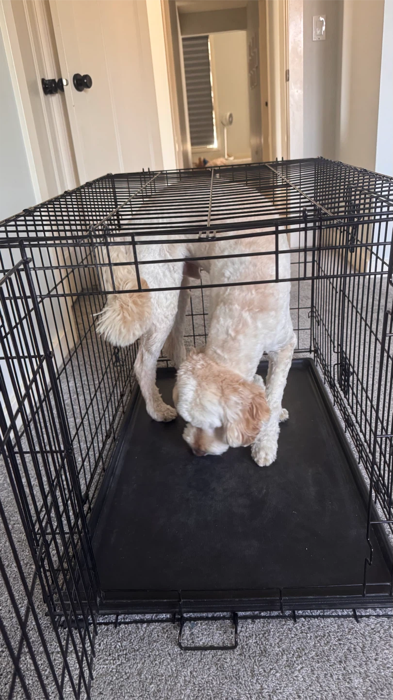 iCrate Dog Crate - 36”L - photo 4