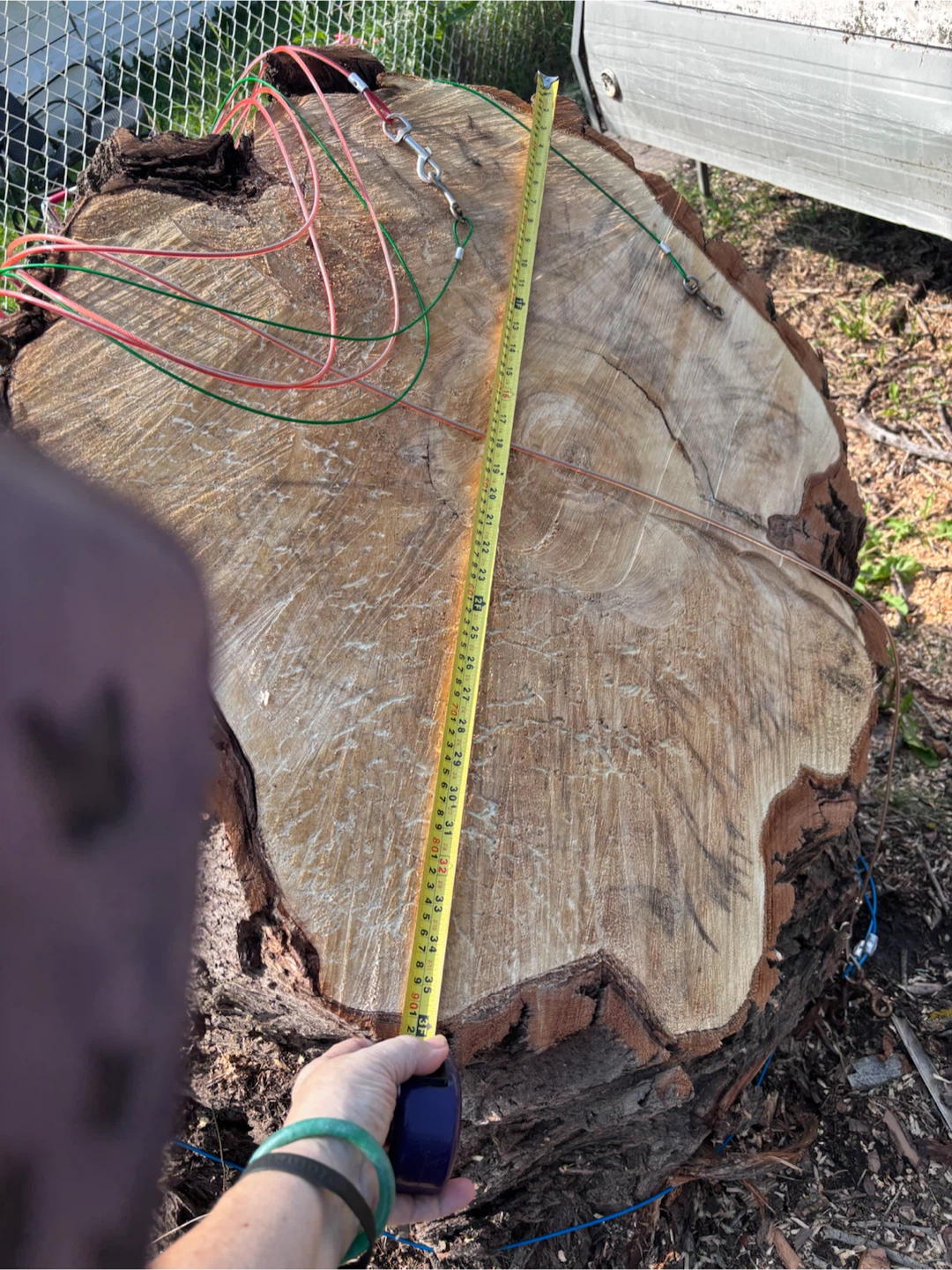 Mixed Firewood Logs and Kindling - photo 2