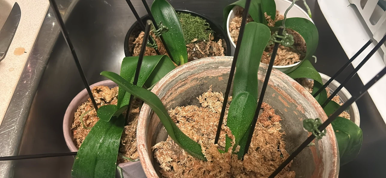 Orchid Plants in Pots $3 each