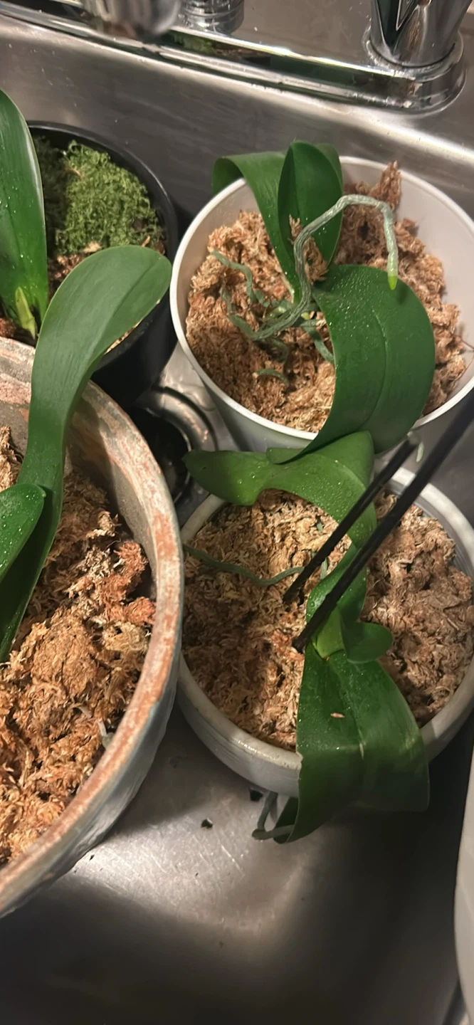 Orchid Plants in Pots $3 each - photo 3