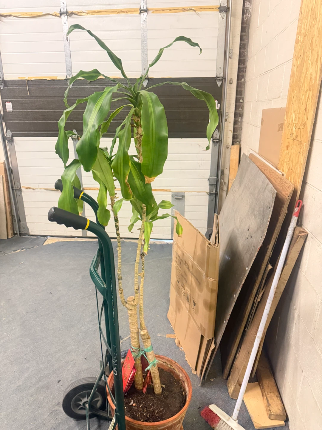 Brazilian iron tree
