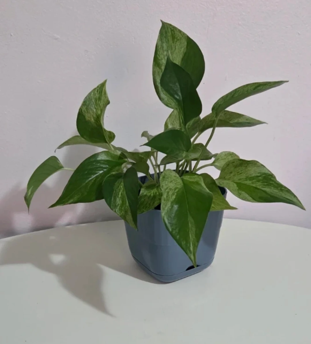 Marble Queen Pothos 🌿
