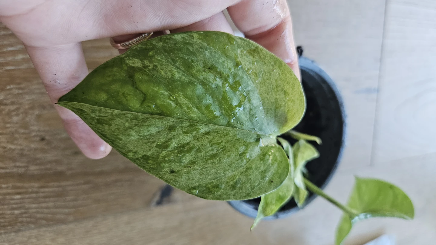 Pothos Snow Queen 5 - photo 2