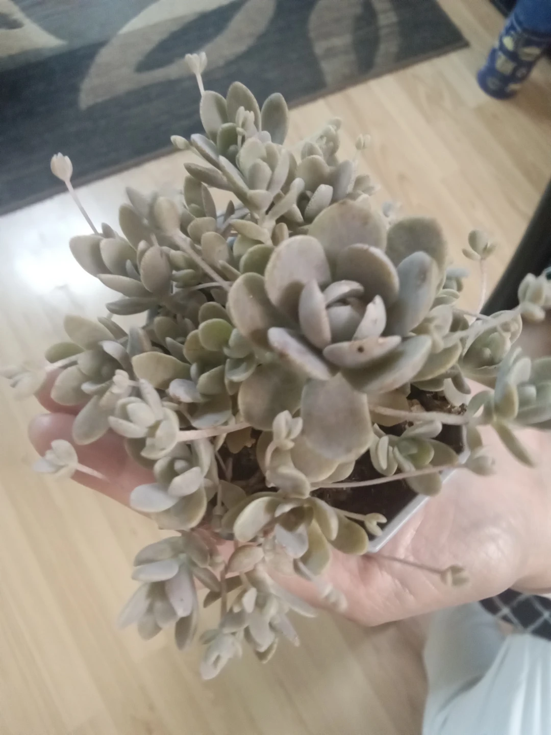 Dunce Caps 2.5 inch pot perennial