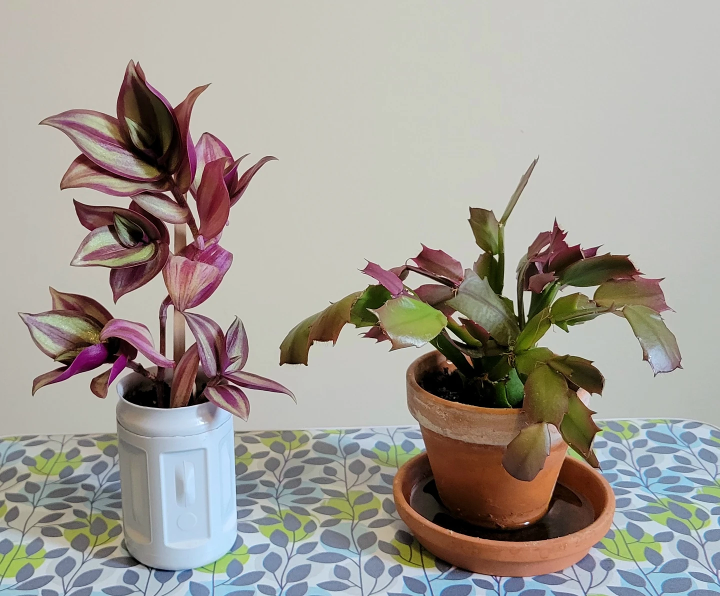 Wandering Jew plant and Christmas Cactus
