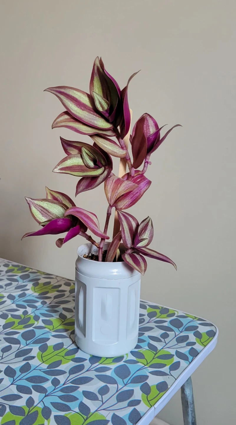 Wandering Jew plant and Christmas Cactus - photo 3