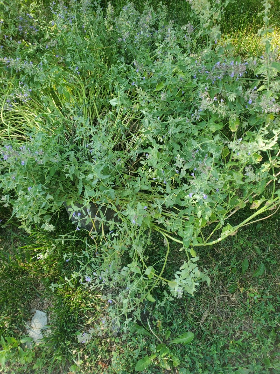 Catnip Plant in Pot - photo 3
