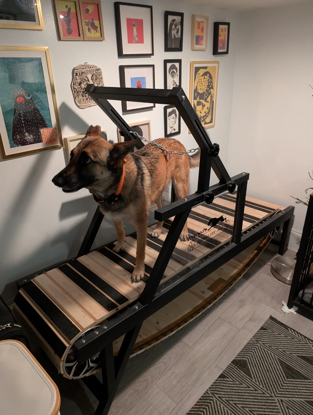 Dog Treadmill