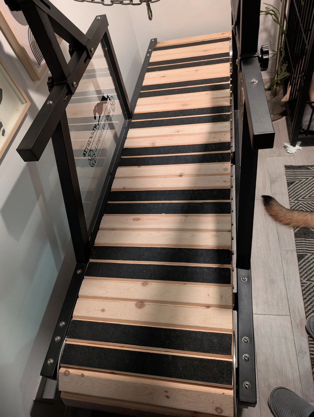 Dog Treadmill - photo 3