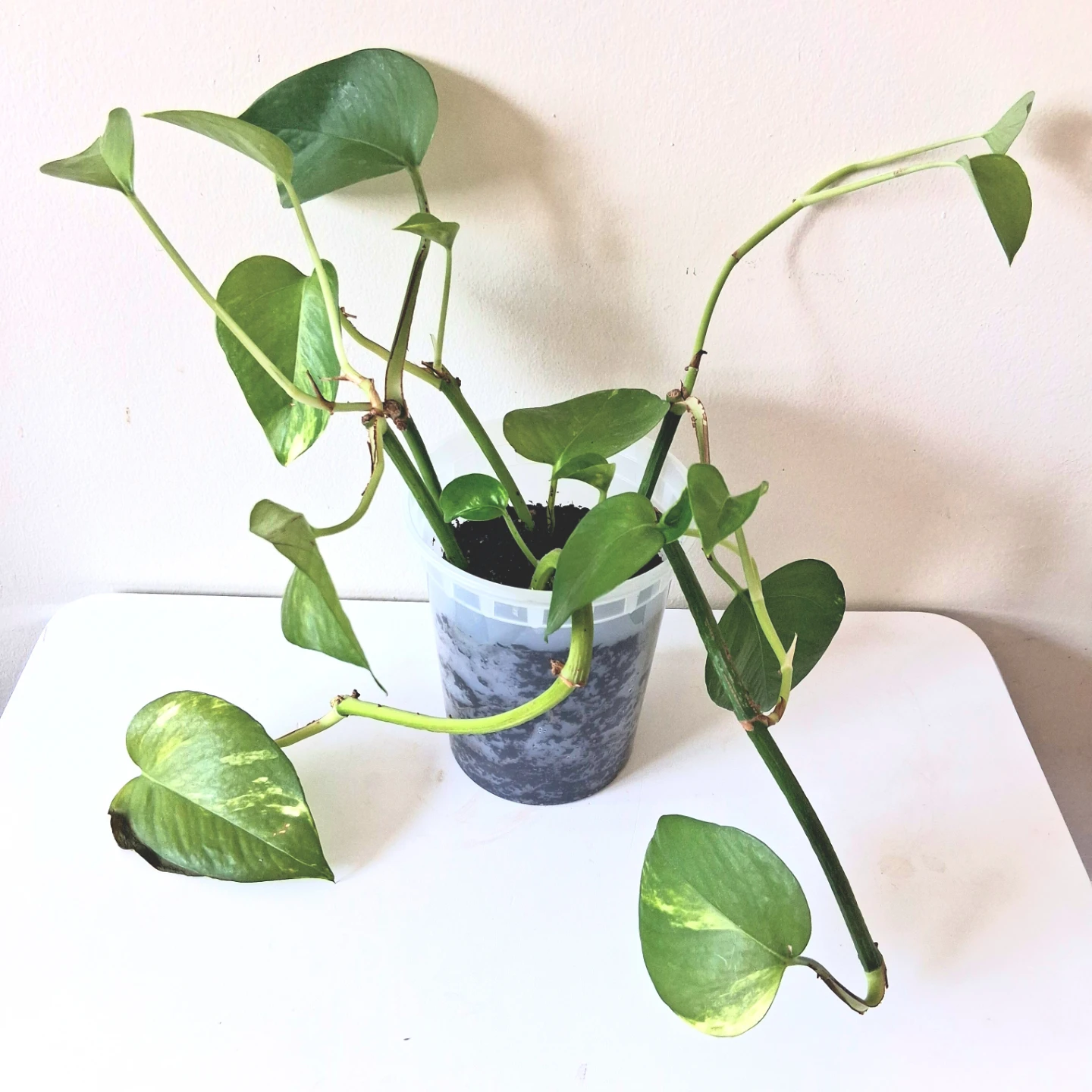 🌱 Golden Pothos 🌻 - photo 2
