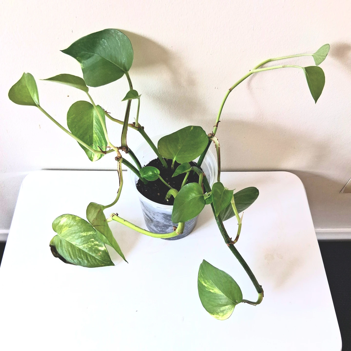 🌱 Golden Pothos 🌻