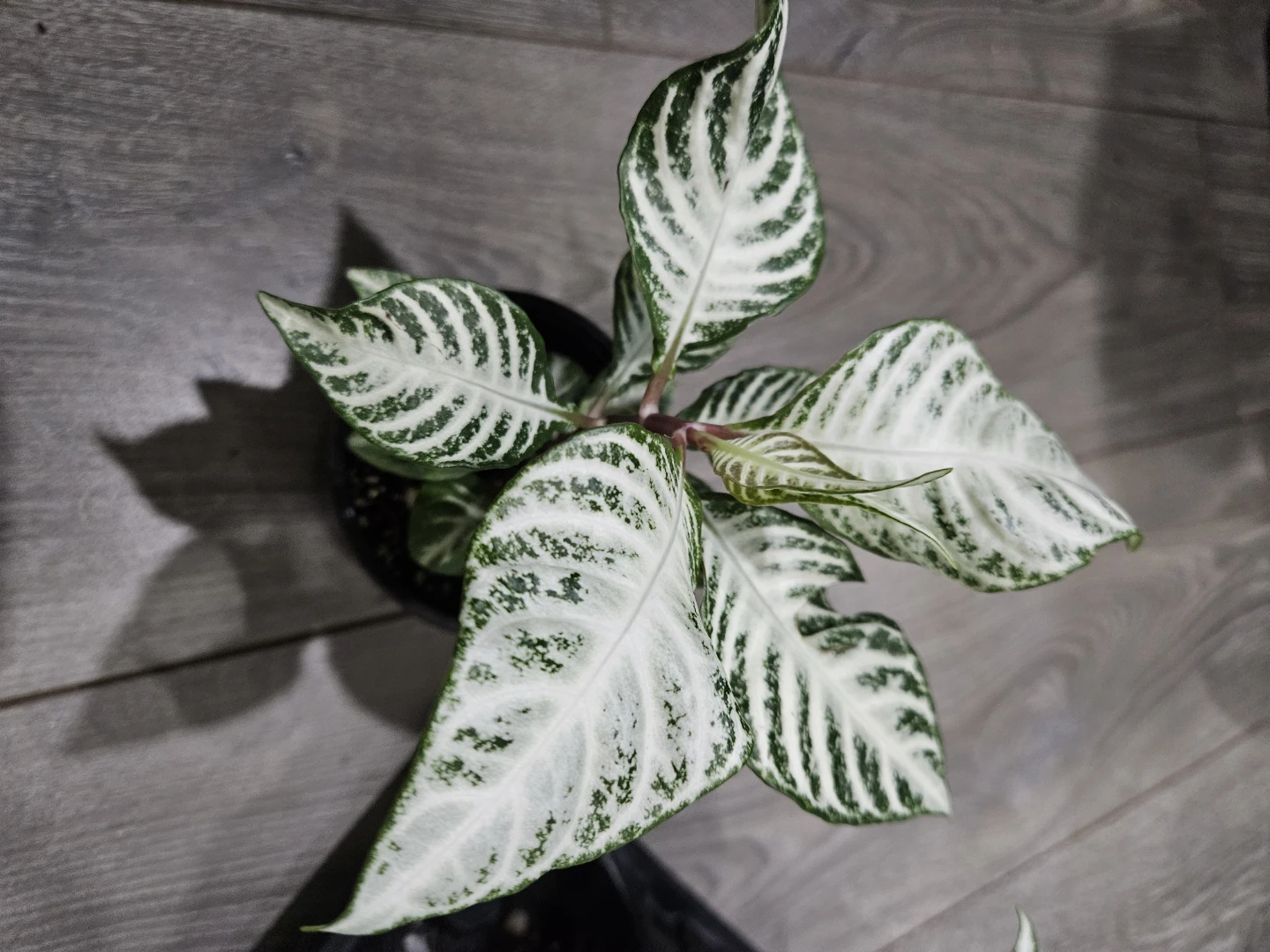Zebra Plant (Aphelandra squarrosa)