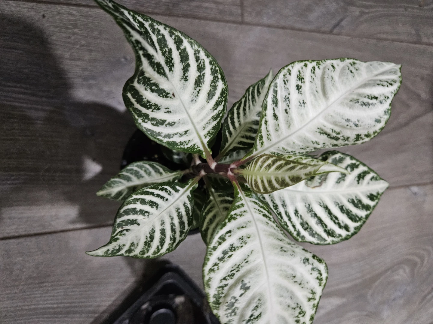 Zebra Plant (Aphelandra squarrosa) - photo 2