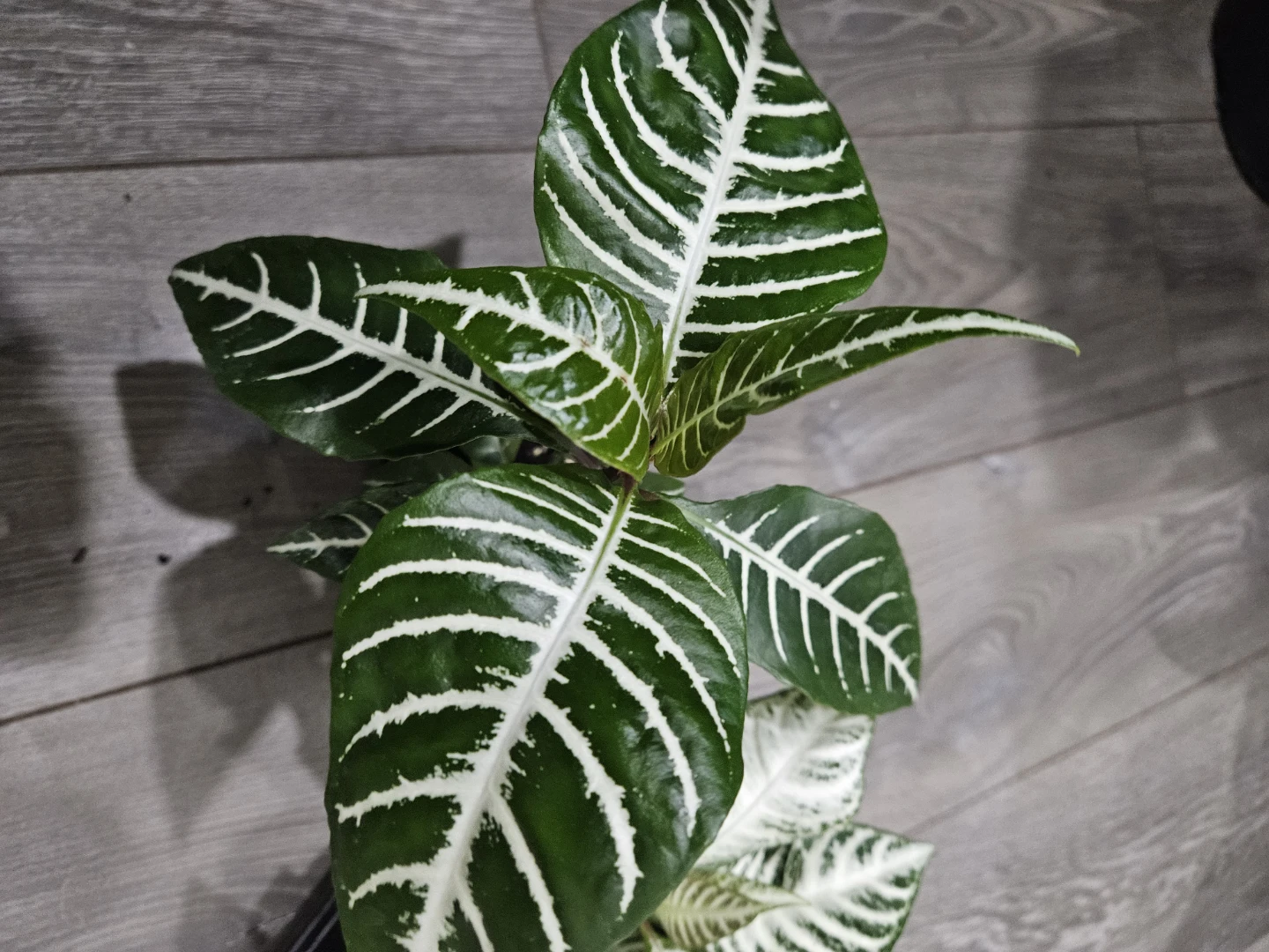 Zebra Plant (Aphelandra squarrosa) - photo 3