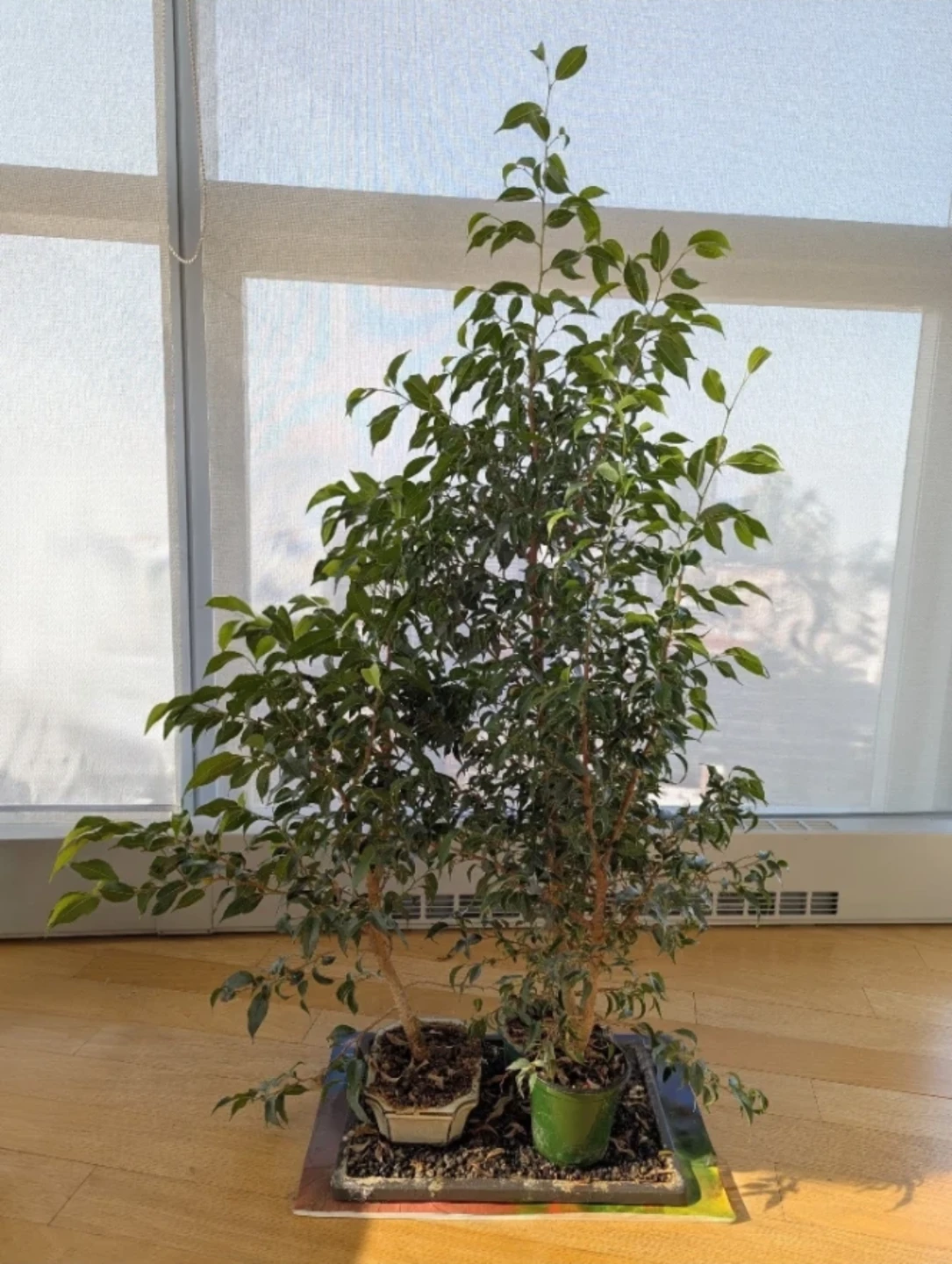 Ficus Bonsai Tree 3 plants