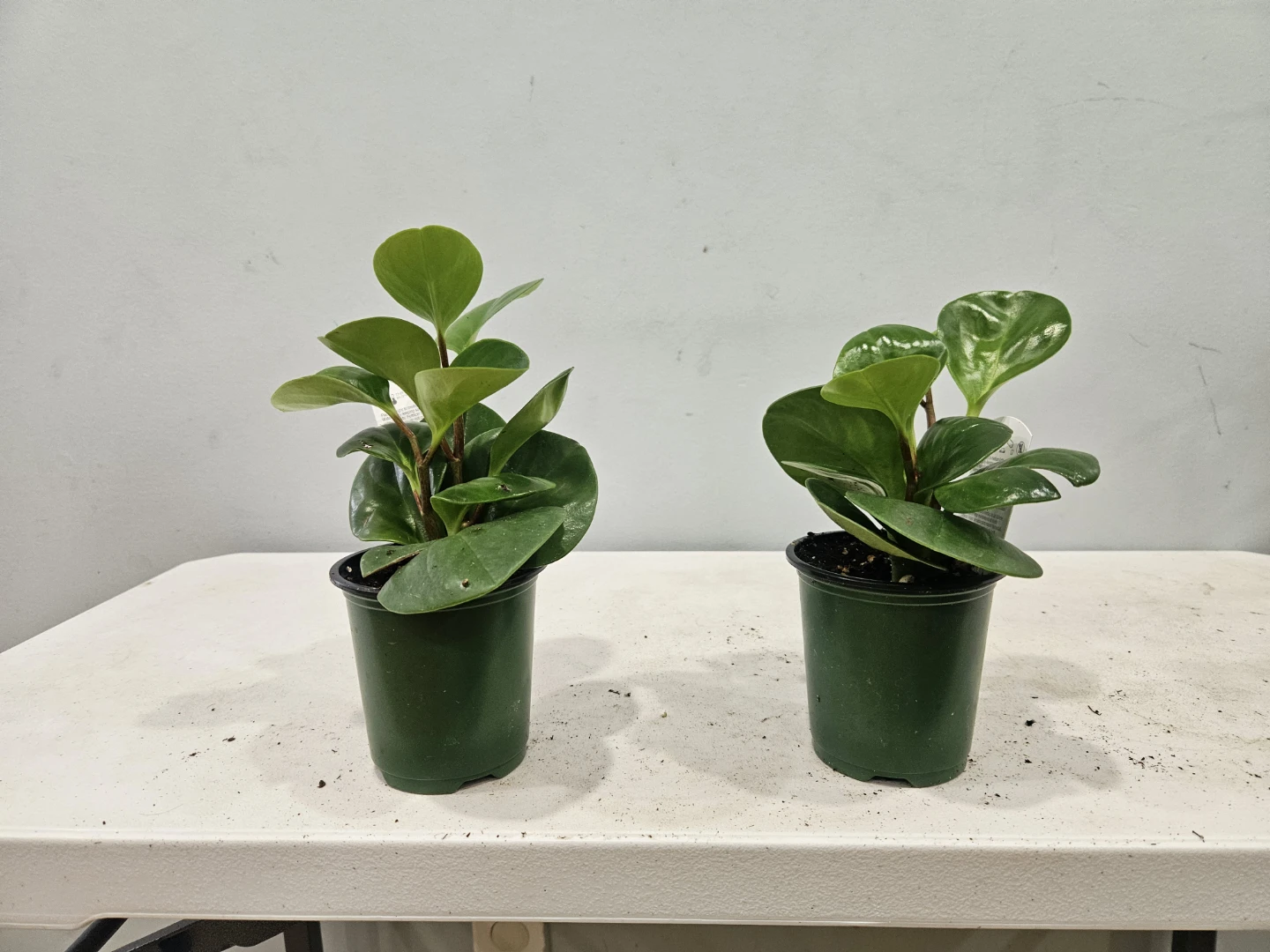 Peperomia Obtusifolia Plants ($5 each or 3 for $13) - photo 4