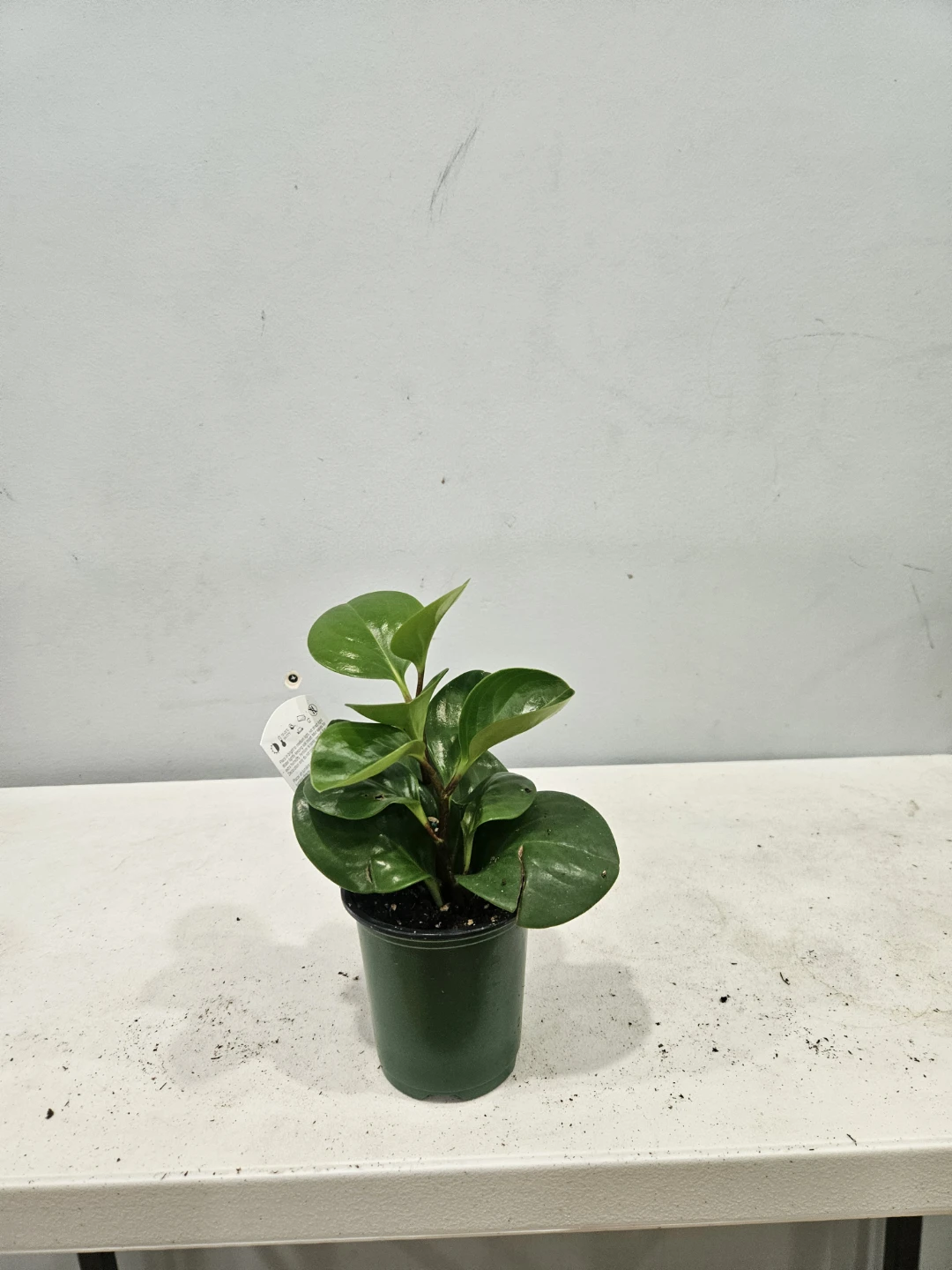 Peperomia Obtusifolia Plants ($5 each or 3 for $13) - photo 5