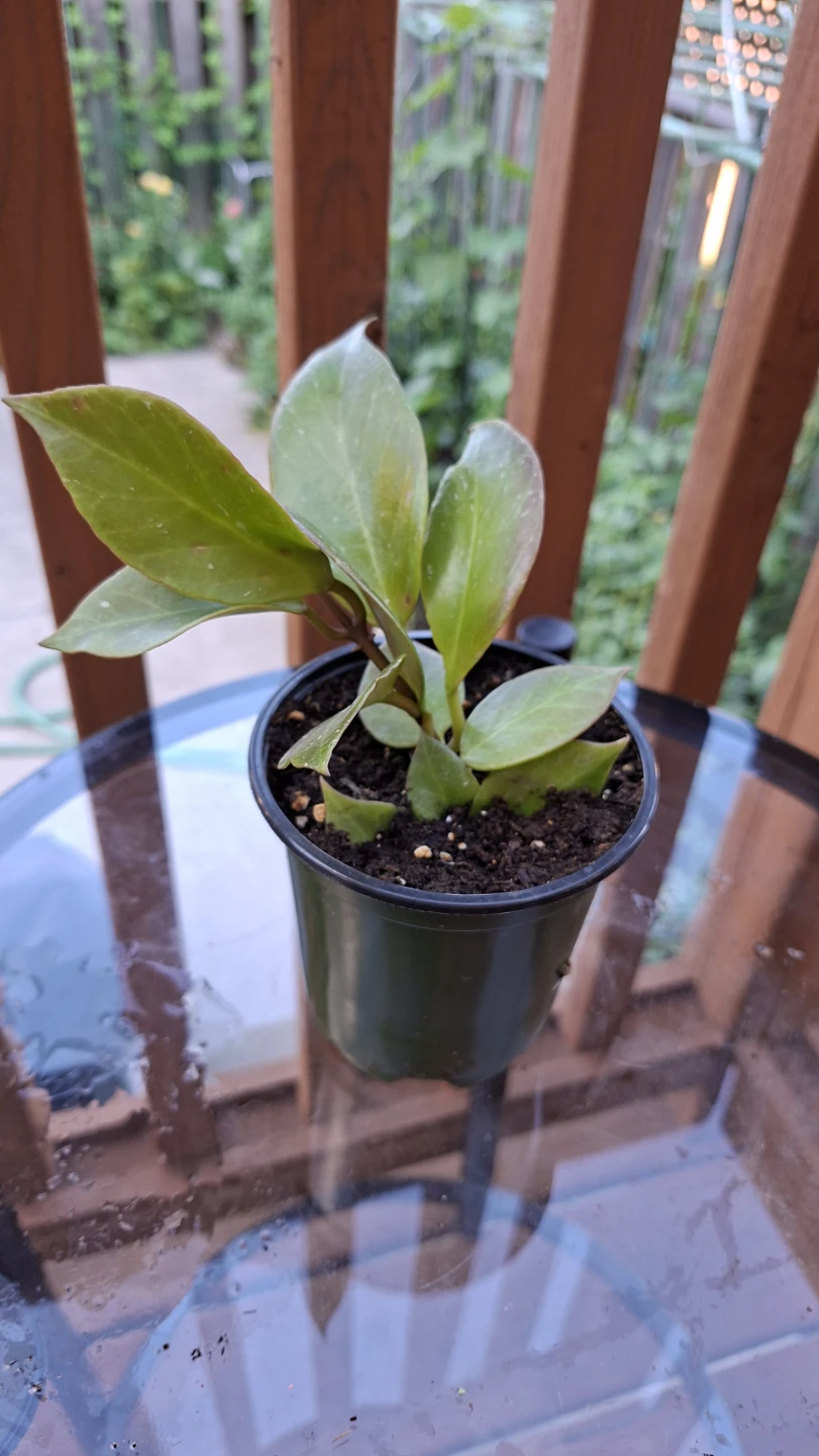 Hoya Sunrise Plant For Sale