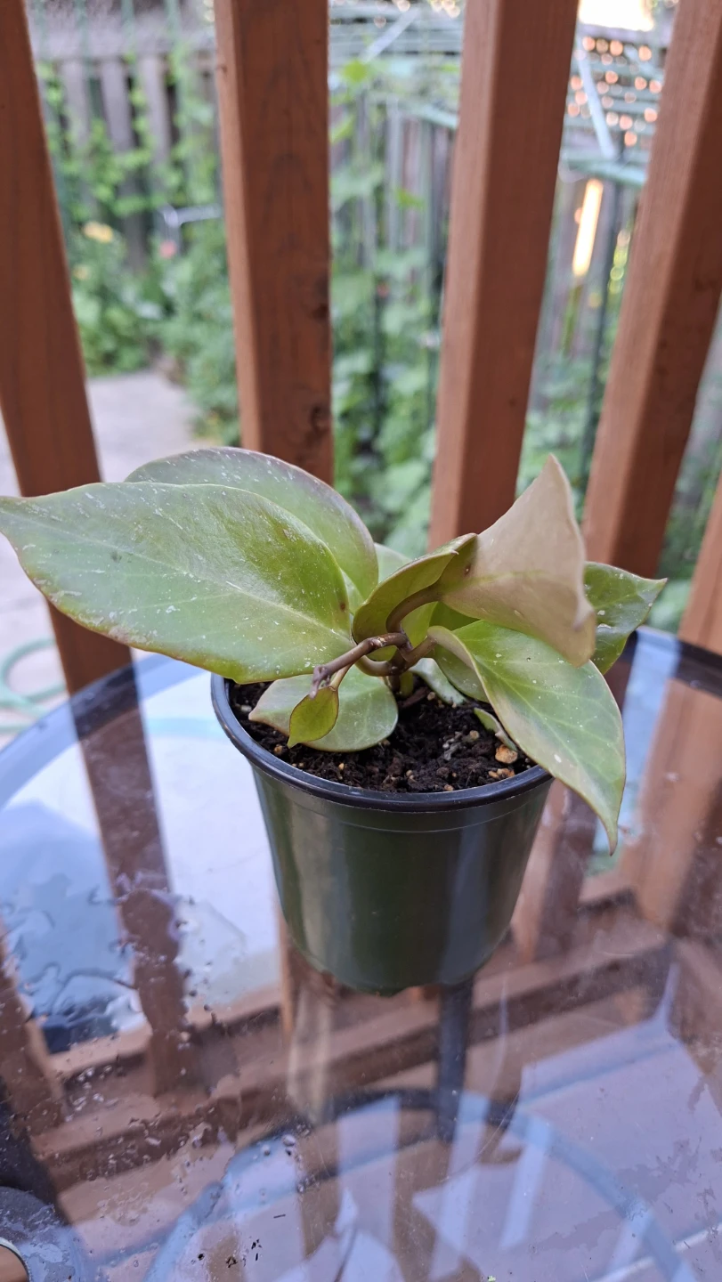 Hoya Sunrise Plant For Sale - photo 2