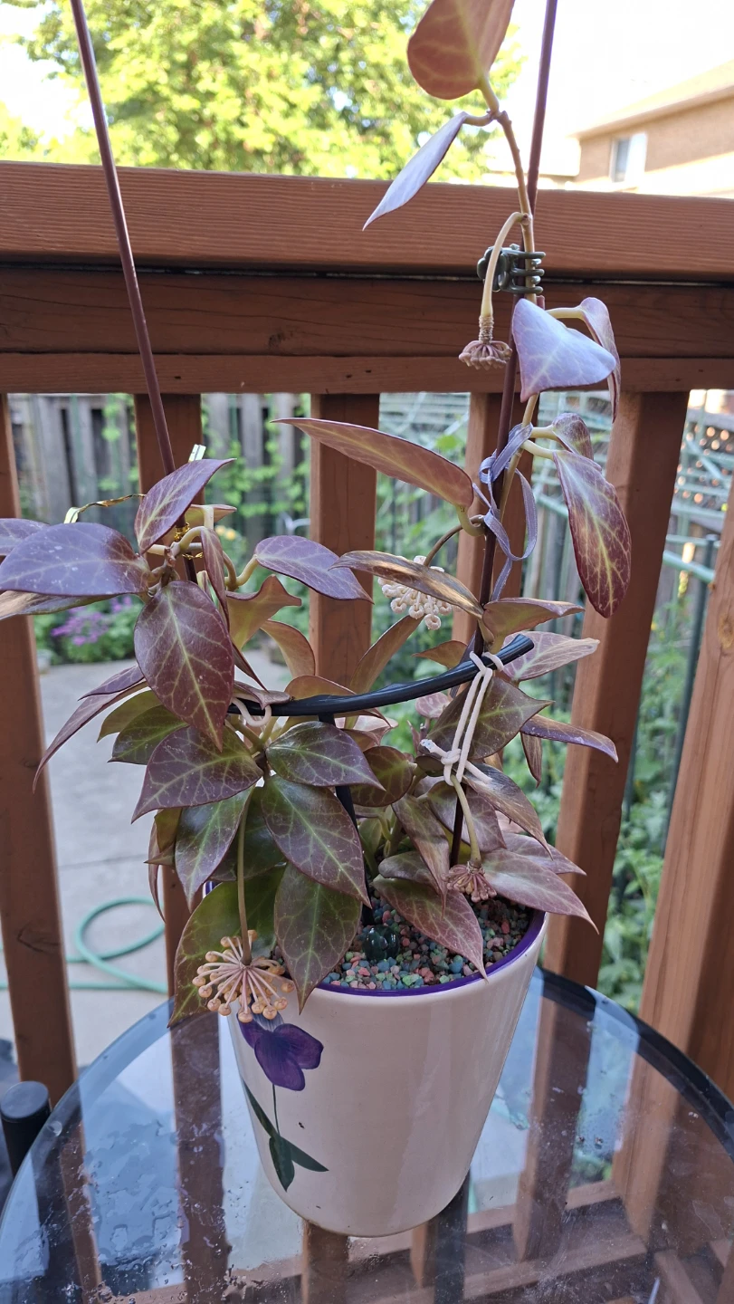 Hoya Sunrise Plant For Sale - photo 3