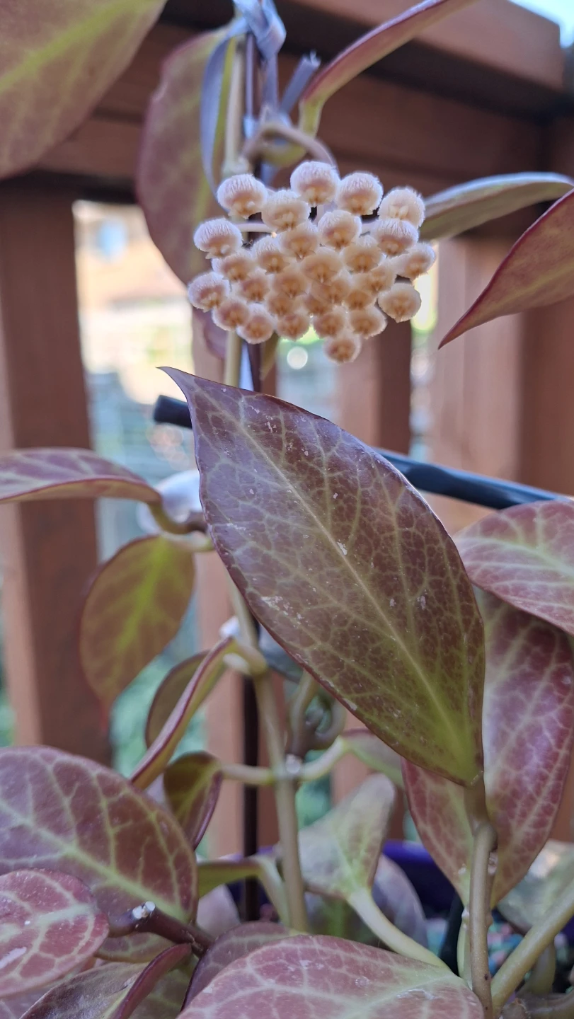 Hoya Sunrise Plant For Sale - photo 4