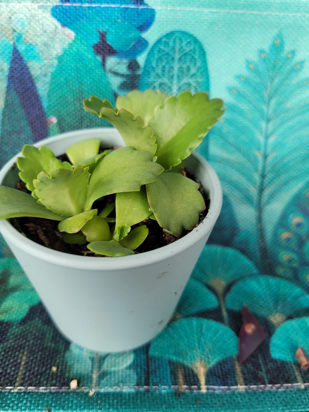 Small Succulent Plant in Light Blue Pot