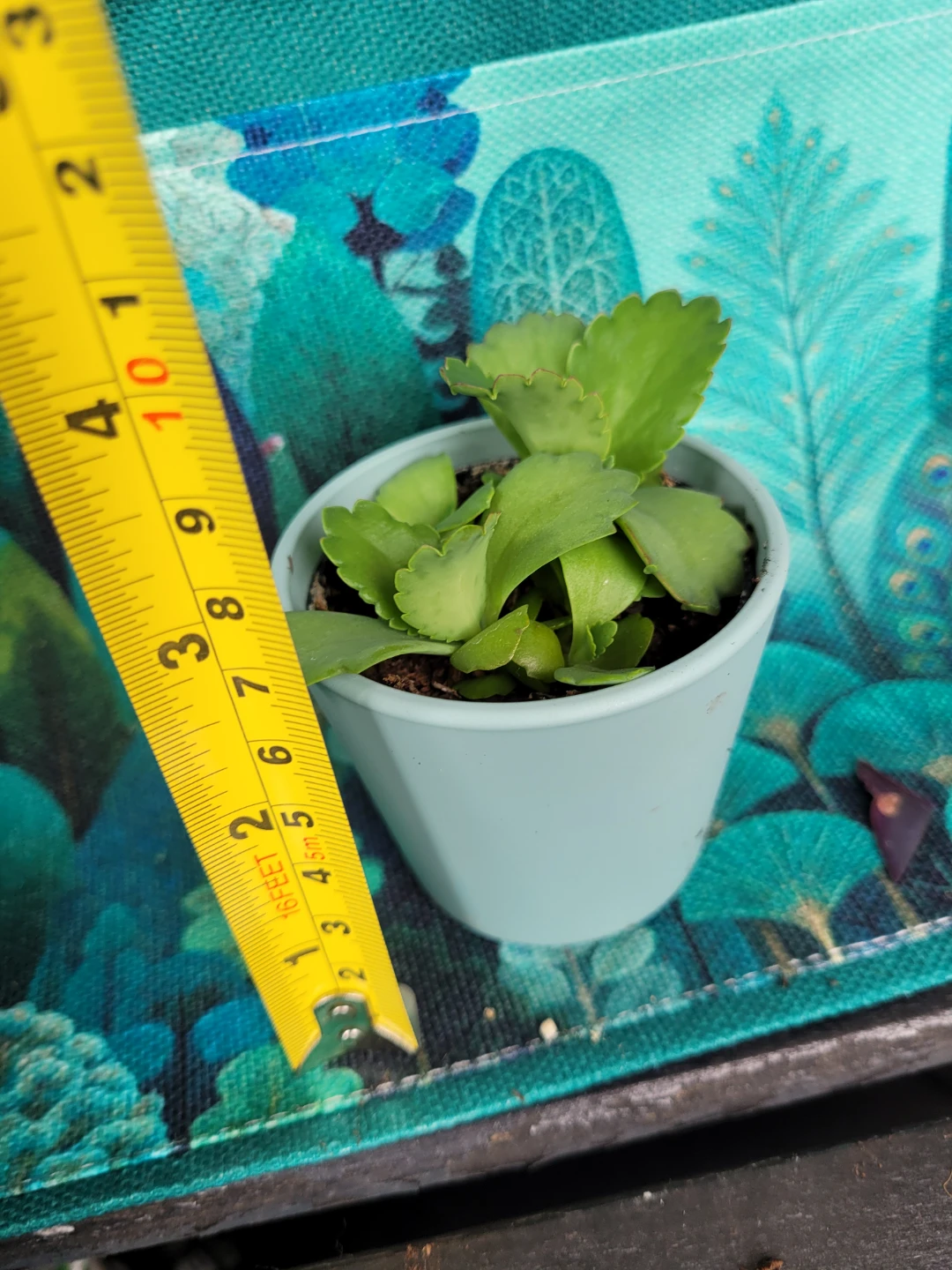 Small Succulent Plant in Light Blue Pot - photo 4