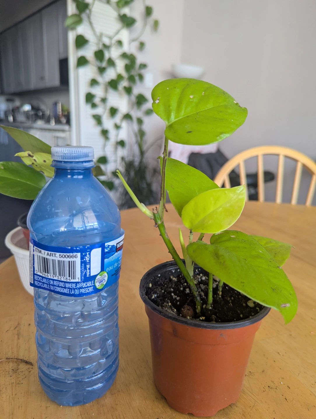 Pothos Plant