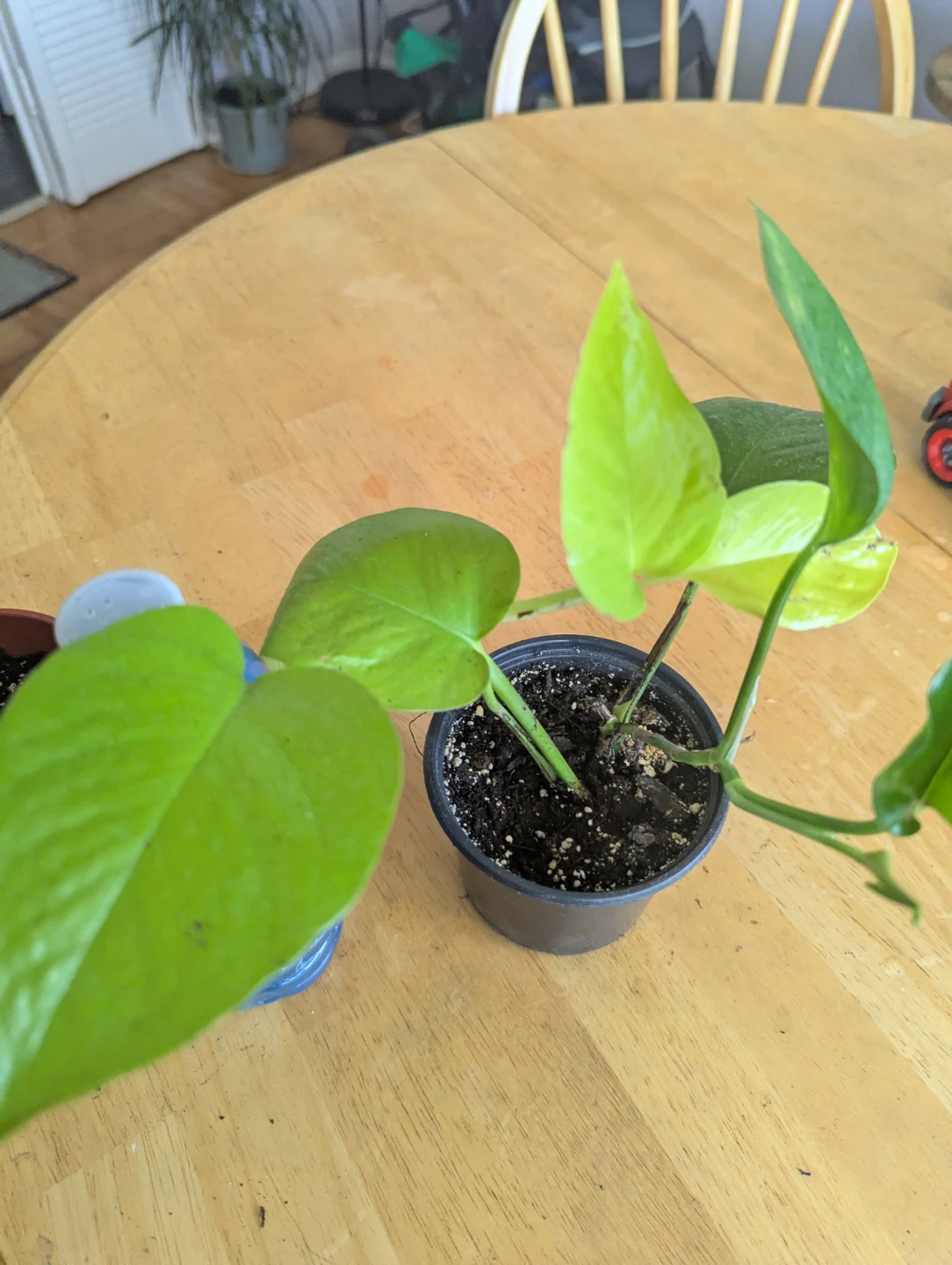 Pothos Plant - photo 2