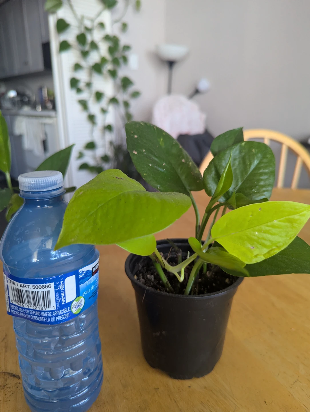 Pothos Plant - photo 3