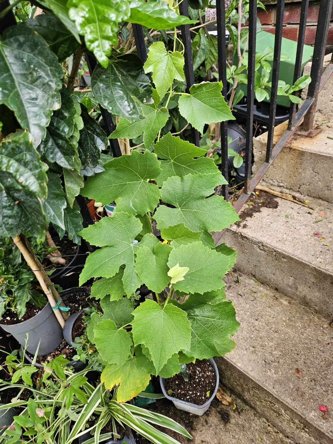 Grapevine Plant