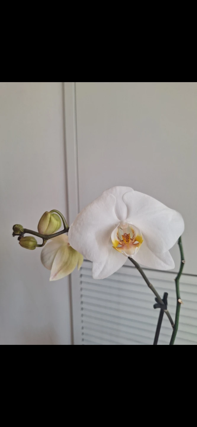 White Phalaenopsis Orchid Plant