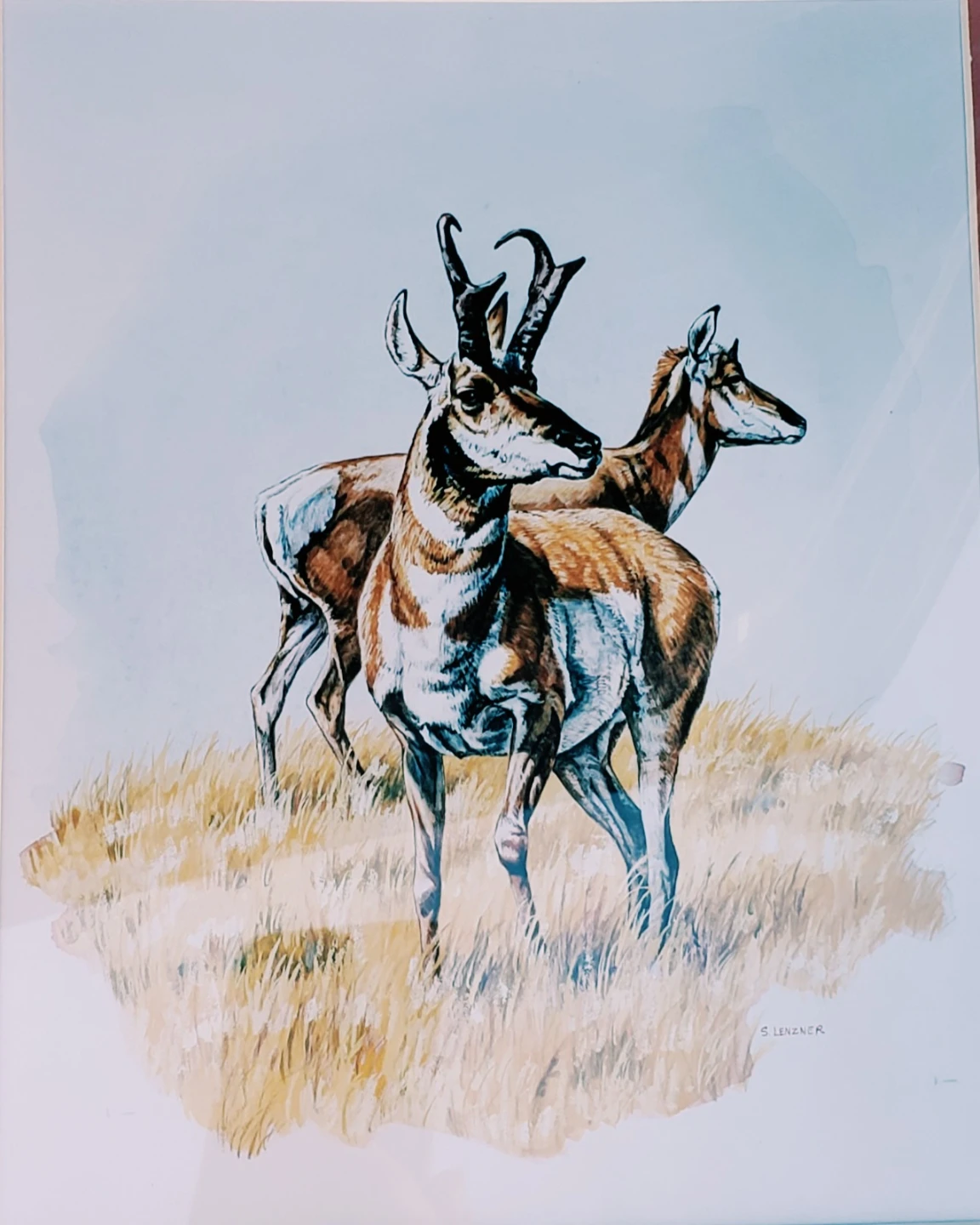 New matted Pronghorn Antelope Art Print