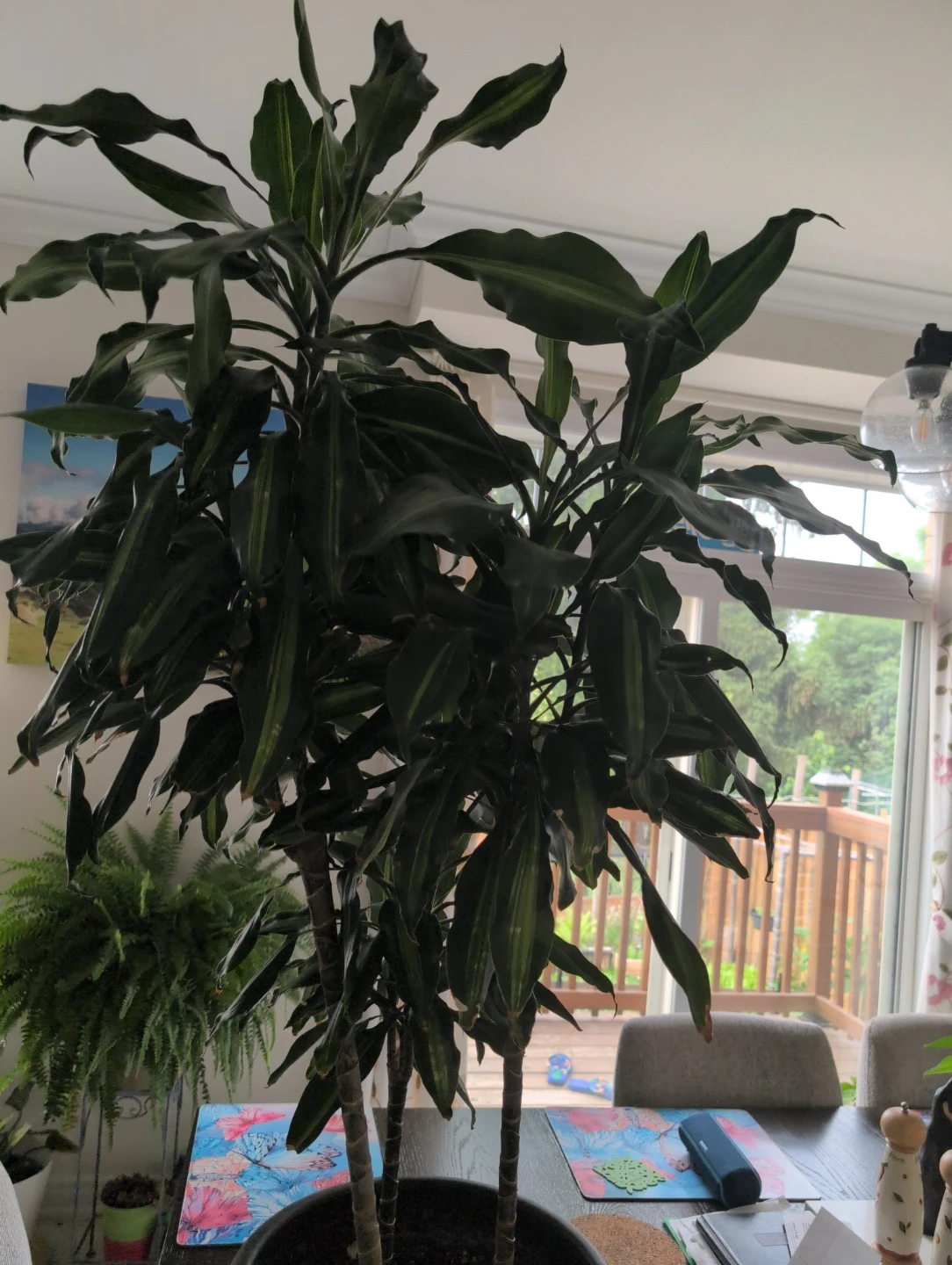 Dracaena plant