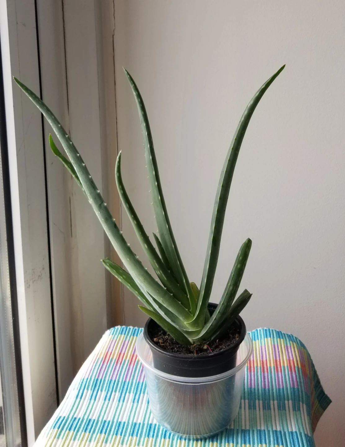 Aloe Vera Plant