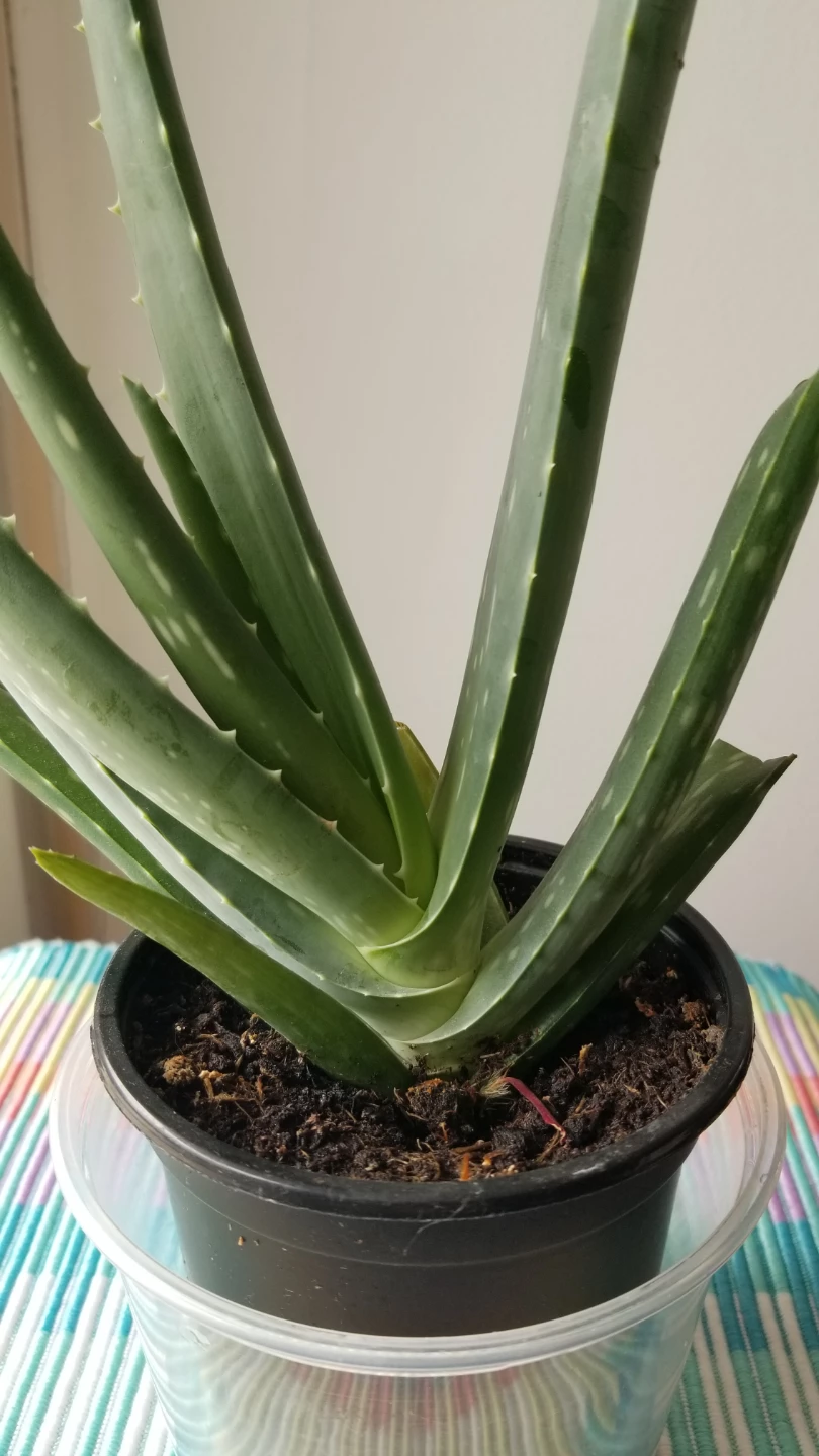 Aloe Vera Plant - photo 4