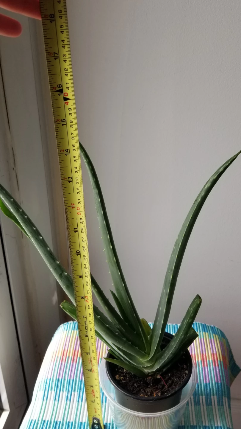 Aloe Vera Plant - photo 5