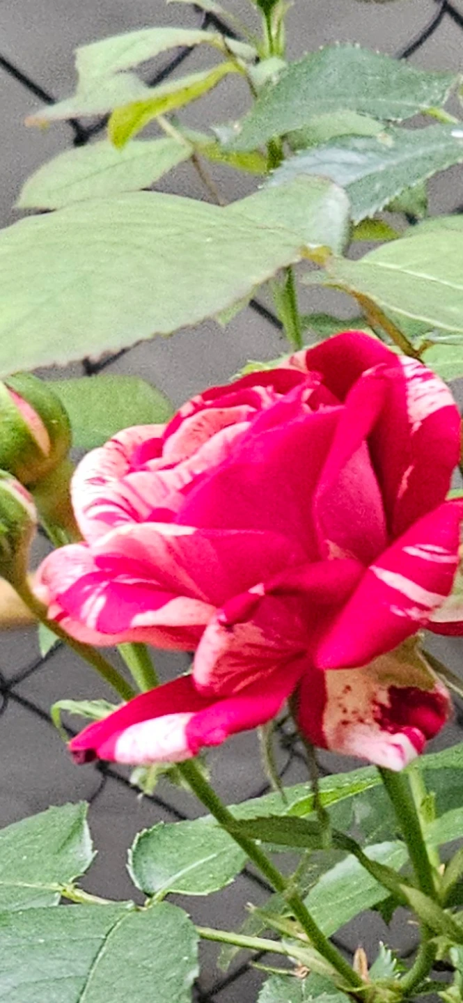 Red and White Striped Rose Bush