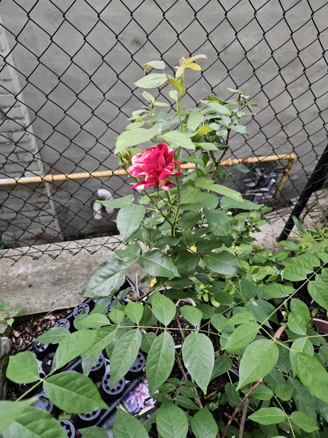 Red and White Striped Rose Bush - photo 3
