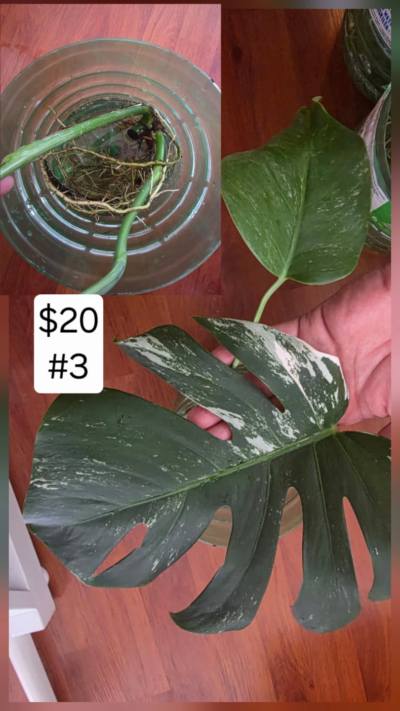 Monstera Albo Cutting for Sale - photo 2